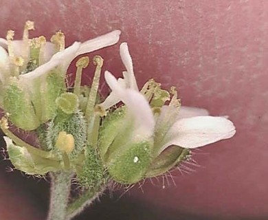 Draba juvenilis