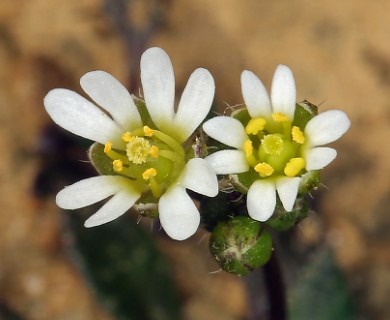 Draba verna