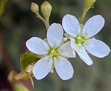 Drosera intermedia