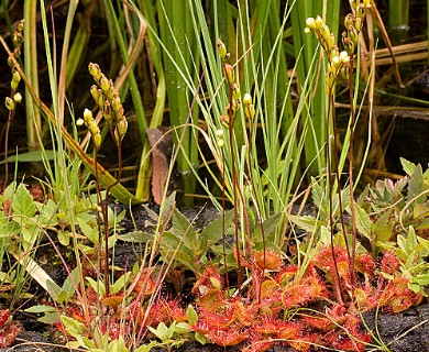 Drosera rotundifolia