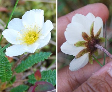 Dryas alaskensis