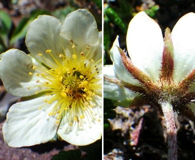 Dryas hookeriana