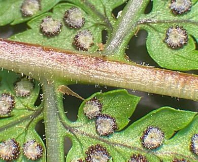 Dryopteris X triploidea