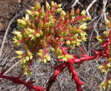 Dudleya brittonii