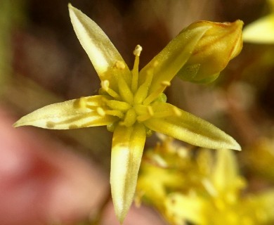 Dudleya variegata