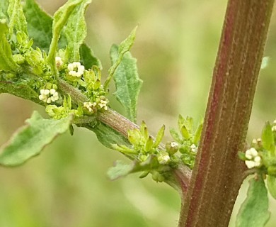 Dysphania ambrosioides