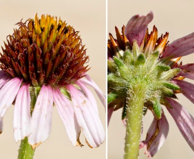 Echinacea angustifolia