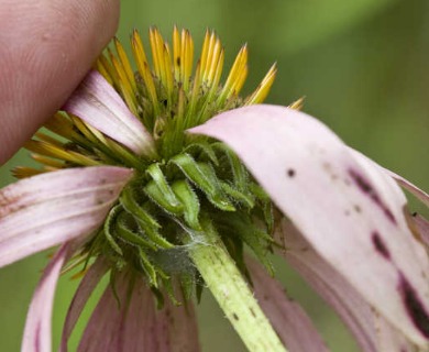 Echinacea purpurea