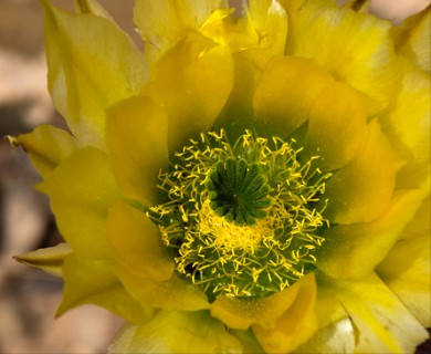 Echinocereus dasyacanthus