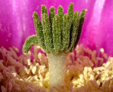 Echinocereus engelmannii