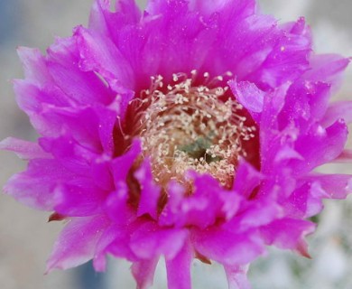 Echinocereus reichenbachii