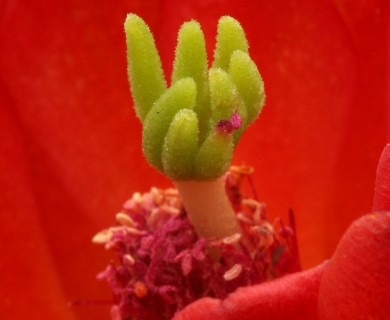 Echinocereus triglochidiatus