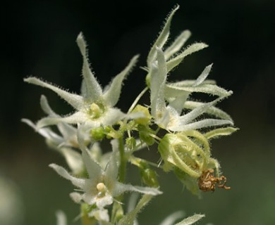 Echinocystis lobata