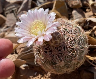 Echinomastus intertextus