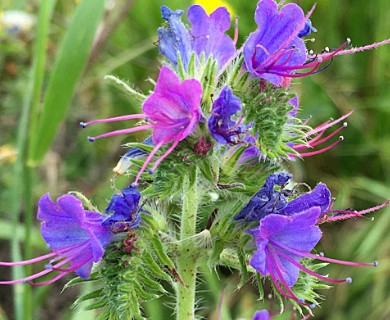 Echium vulgare