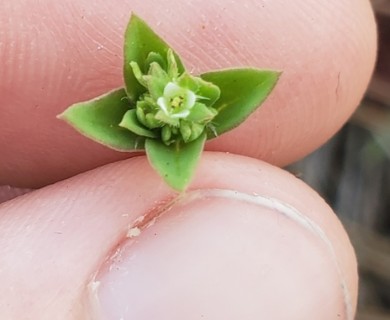 Edrastima uniflora