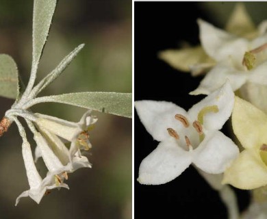 Elaeagnus umbellata