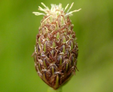 Eleocharis obtusa