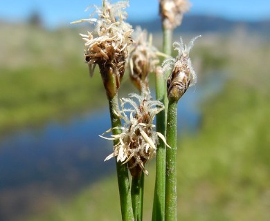 Eleocharis palustris