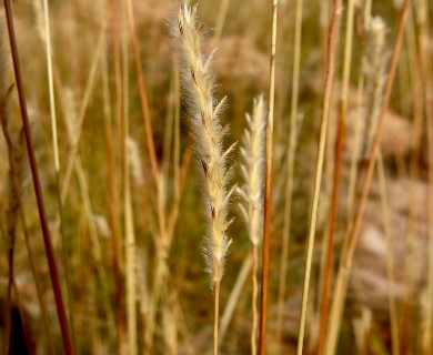 Elionurus barbiculmis