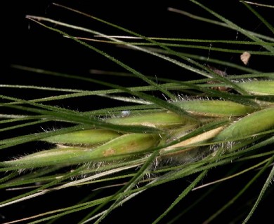 Elymus canadensis