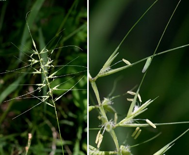 Elymus hystrix