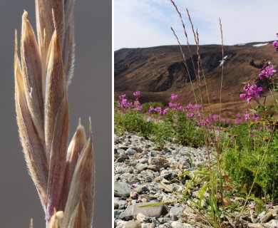 Elymus macrourus