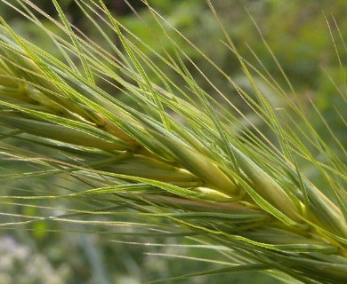 Elymus riparius