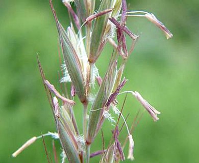 Elymus trachycaulus