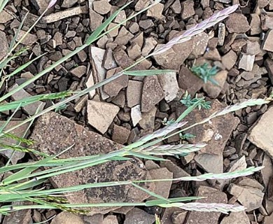 Elymus violaceus