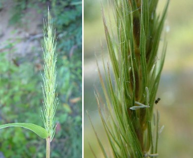 Elymus virginicus