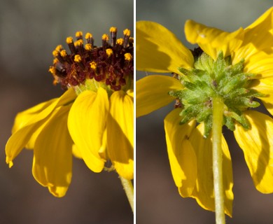 Encelia farinosa