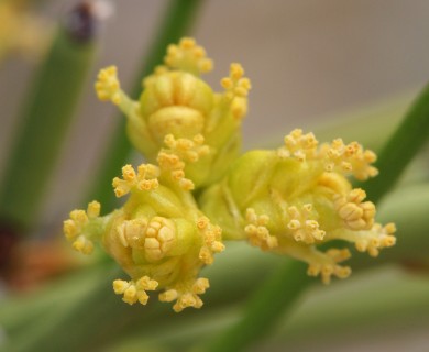 Ephedra viridis