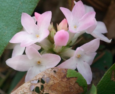 Epigaea repens