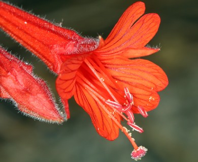 Epilobium canum