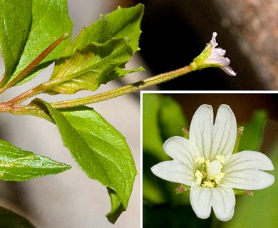 Epilobium ciliatum