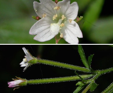 Epilobium coloratum