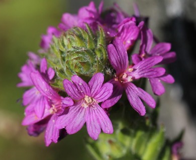 Epilobium densiflorum