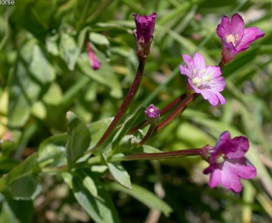 Epilobium glaberrimum