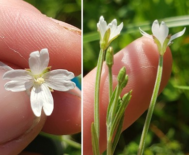 Epilobium leptophyllum