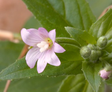 Epilobium parviflorum