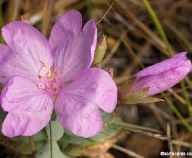 Epilobium rigidum