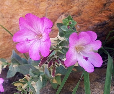 Epilobium siskiyouense