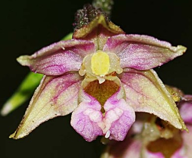 Epipactis helleborine