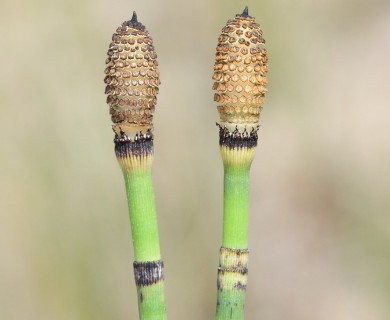 Equisetum X ferrissii