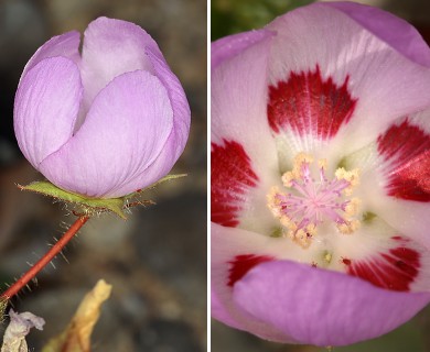 Eremalche rotundifolia