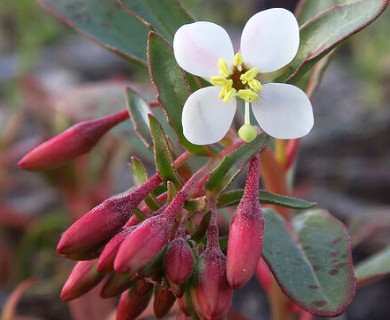 Eremothera boothii