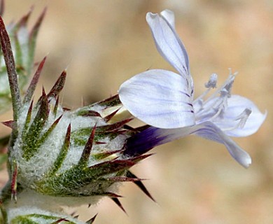 Eriastrum eremicum