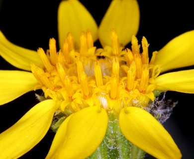 Ericameria linearifolia