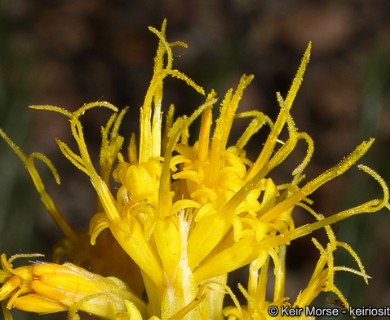 Ericameria nauseosa